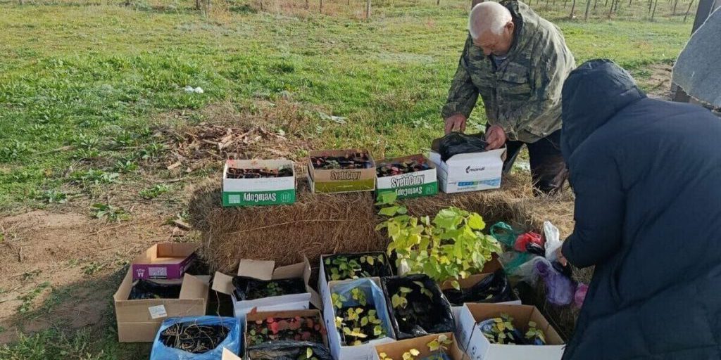 В Калмыкии с помощью биотехнологий наладили производство посадочного материала
