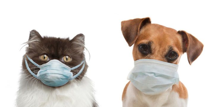 В Карелии граждан проинформировали о заболеваниях, переносимых животными