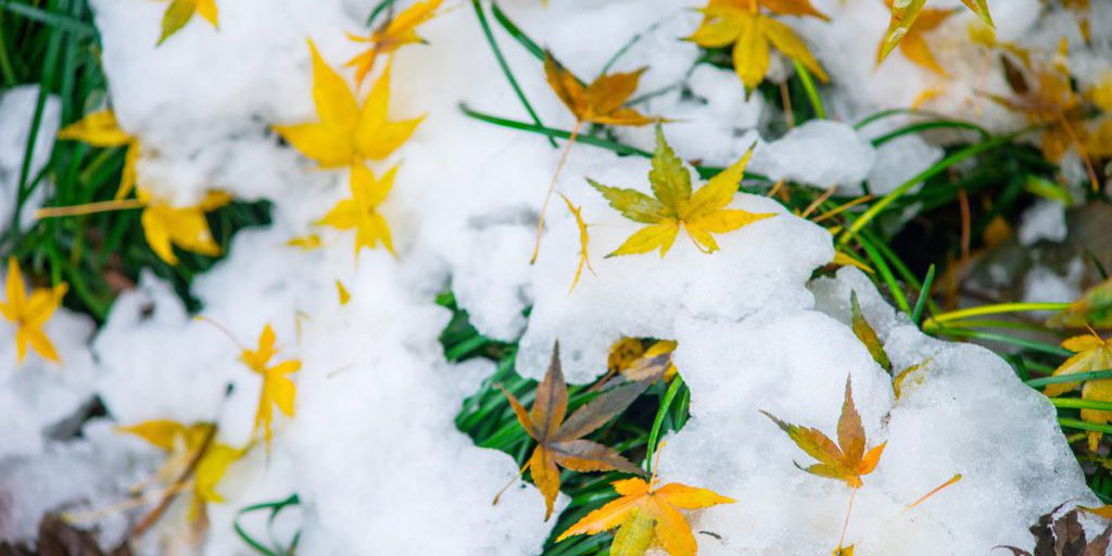 Красноярцев ожидает снежный понедельник с температурой до +2 градусов