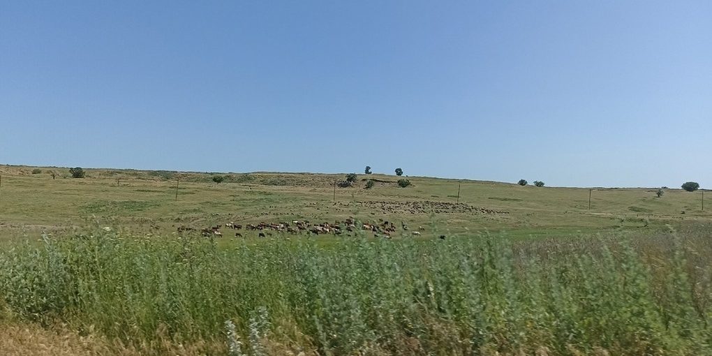 Россельхозцентр дал советы, как бороться с вредителями на полях ЛНР в октябре