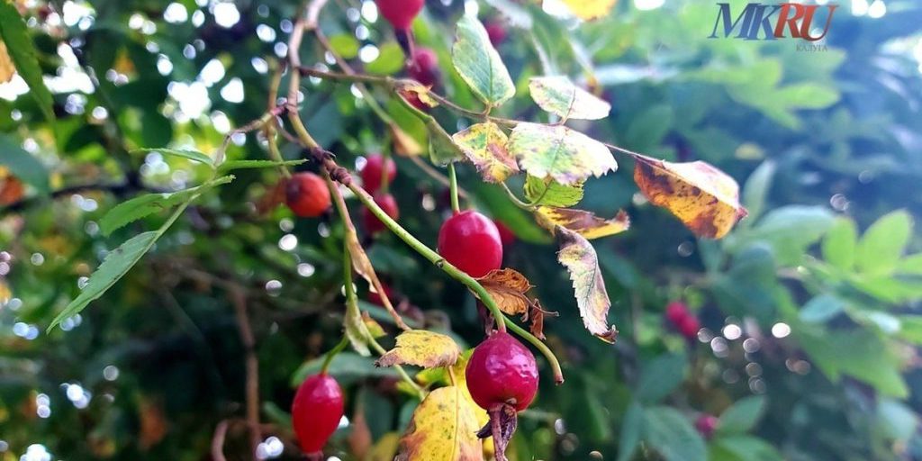 Gelate imminenti nella regione di Kaluga: cosa aspettarsi e come prepararsi