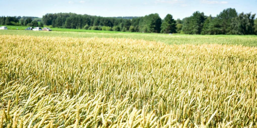 Agricoltore accusato di aver immesso grano di scarsa qualità sul mercato: le possibili conseguenze per il settore