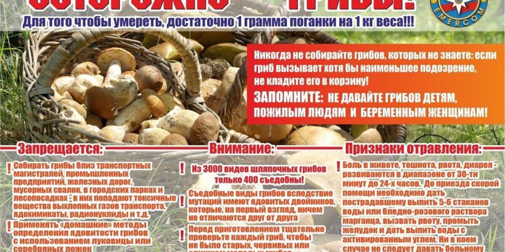 Attenzione ai Funghi Velenosi: I Servizi di Salvataggio della LNR Lanciano un Avvertimento per la Sicurezza Pubblica