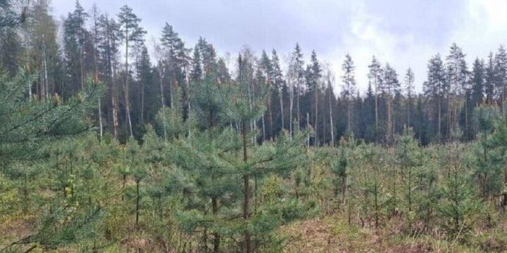 Комитет лесного хозяйства Подмосковья объявил о I класс пожарной опасности на ближайшие дни