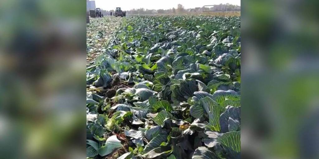 В Ленобласти завершили уборку зерновых: урожайность на 4% выше прошлогодней