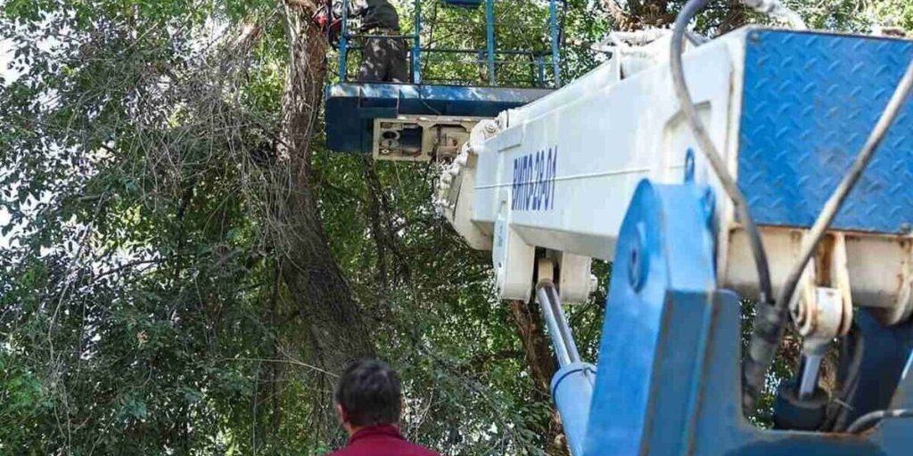 Литературный бульвар Воронежа останется без клена