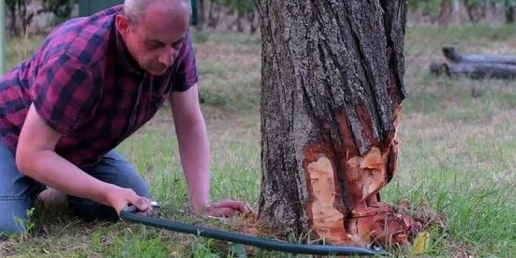 Festa di Trifone e Pelagia: il Consiglio ai Residenti di Calmucchia di Non Tagliare gli Alberi Vecchi per Proteggere l'Ambiente
