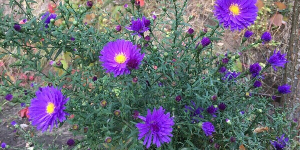 Previsioni Meteo per la Regione di Voronež: Oscillazioni Termiche e Possibili Impatti sulle Attività Locali