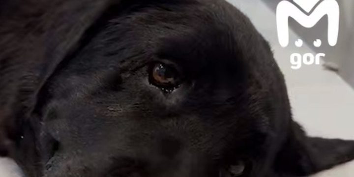 В Махачкале неизвестный расстрелял служебного лабрадора-спасателя