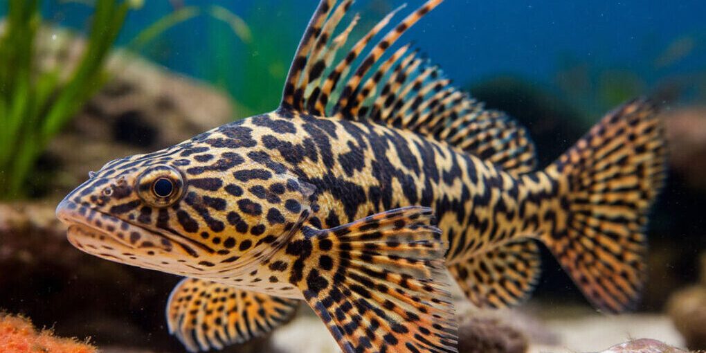 Pescatori a Yaroslavl Catturano un Pesce Insolito: Una Scoperta Unica per la Conservazione dell'Ambiente