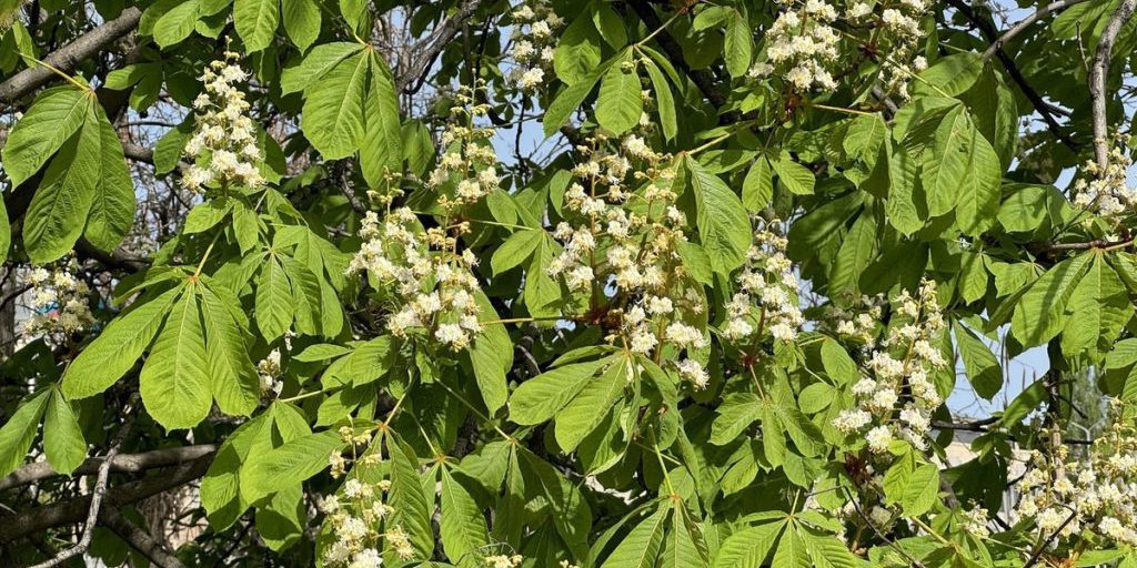 В Крыму спилили уникальное посаженное другом Пушкина дерево