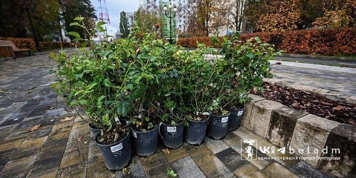 Belgorod si trasforma: 500 rose per riqualificare il bulvar del Primo Saluto