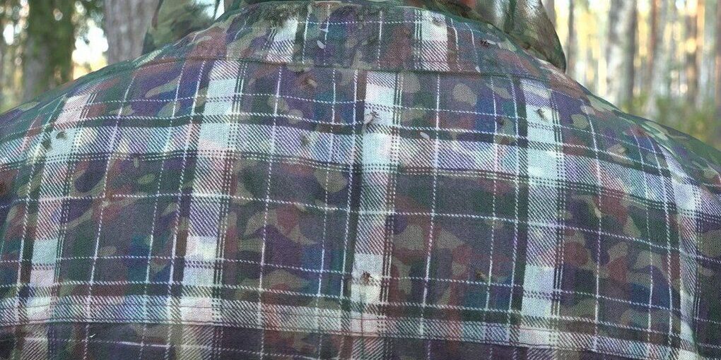 Parassiti del cervo invadono i boschi di Leningrado: cosa sta succedendo e quali sono le possibili conseguenze