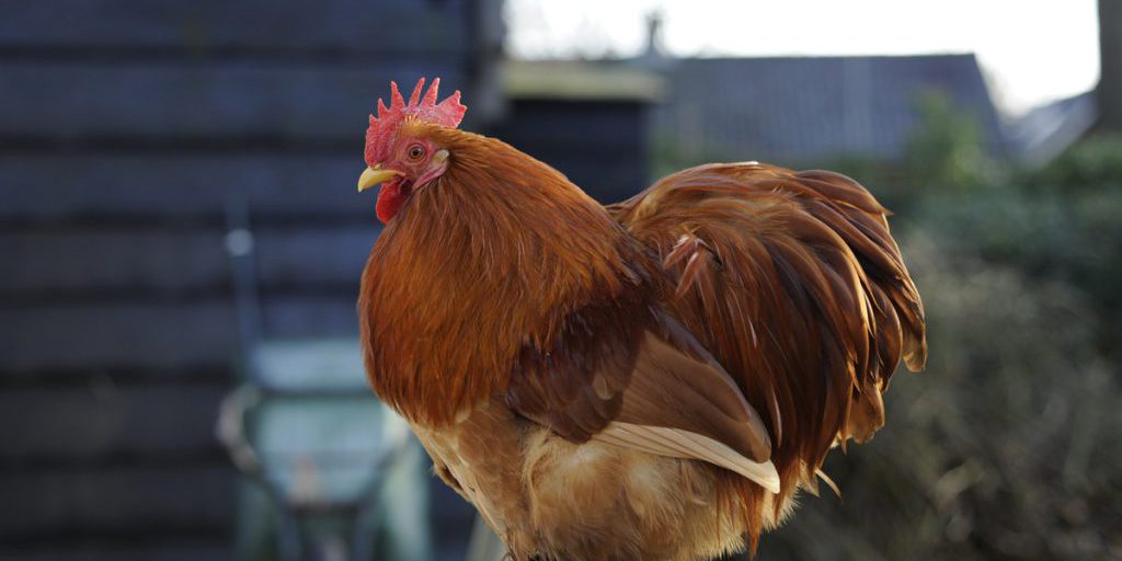 Курянка судится с администрацией из-за гибели Гусеньки и Одуванчика