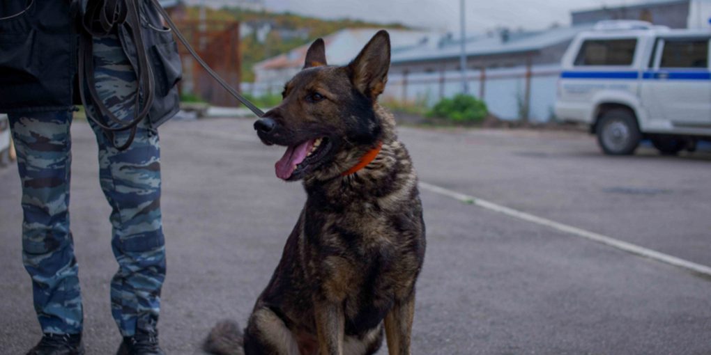 Gli studenti di Murmansk scoprono il lavoro dei cinofili in una giornata di porte aperte unica e formativa