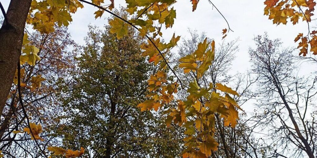 Туман и высокая пожароопасность установились в Костромской области