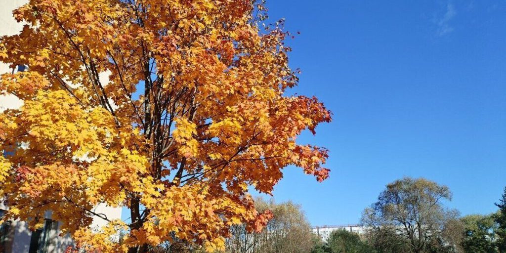 Солнечная и сухая погода скрасит пятницу петербуржцам