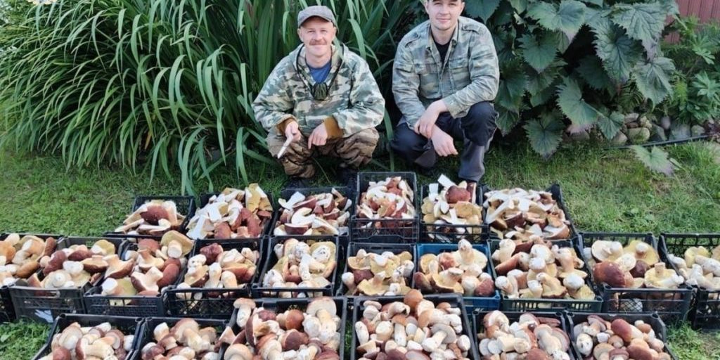 Житель Архангельской области собрал 137 кг белых грибов