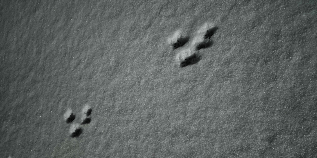 Tracce di animali nella neve: la situazione si intensifica rapidamente