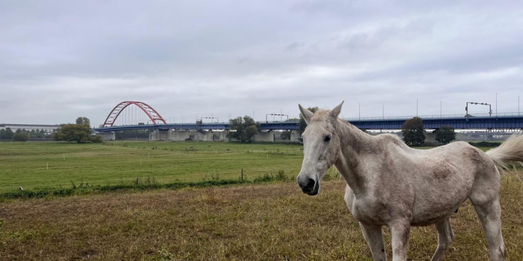 Pferde-Schicksal in Duisburg rührt zu Tränen – tödliche Krankheit ausgebrochen