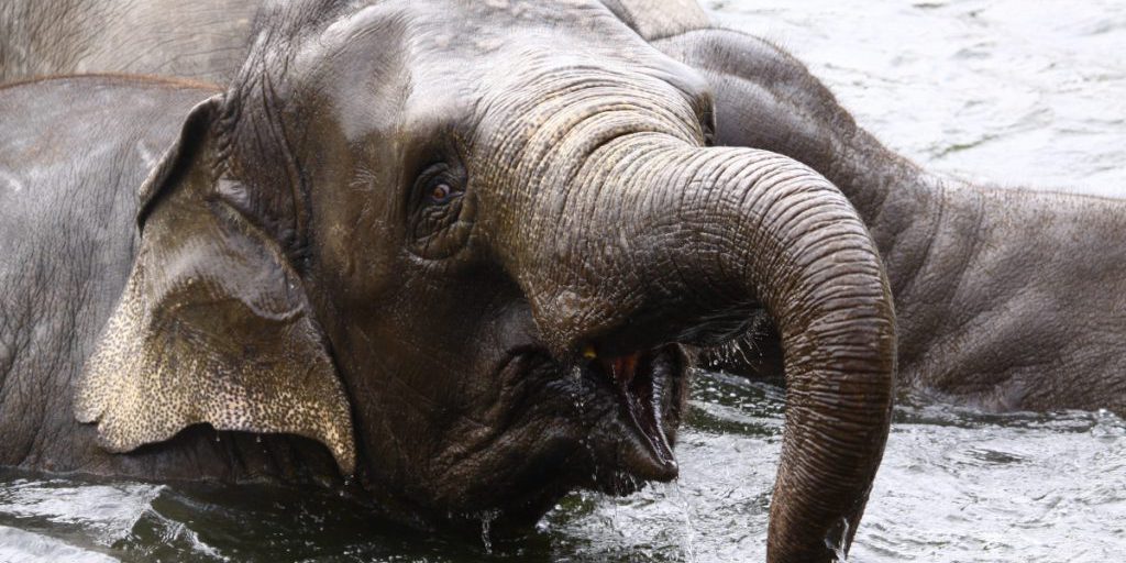 Elefante di Colonia: cucciolo nato morto, zoo in lutto