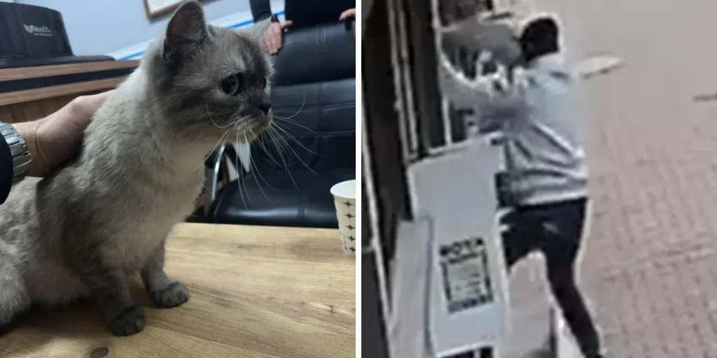 Furto di gatto da balcone a Istanbul registrato dalla telecamera di sicurezza