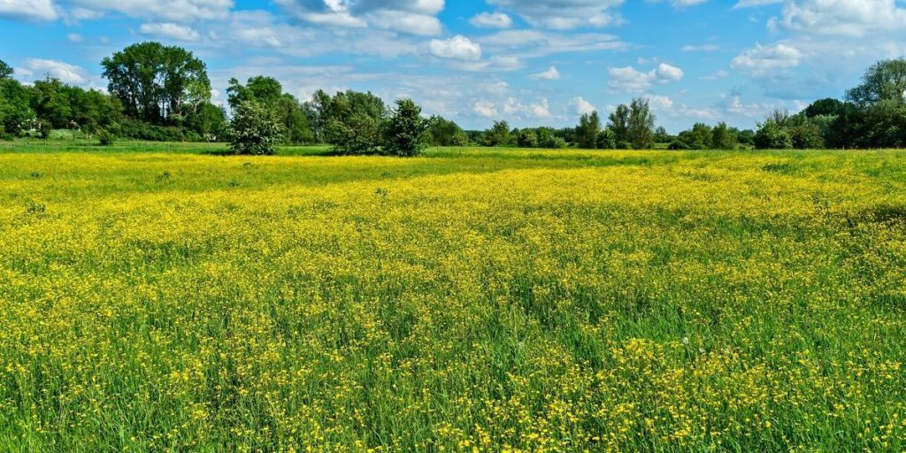 "Nuove specie nel Libro Rosso dell'oblast di Nizhny Novgorod: proteggere la biodiversità locale"