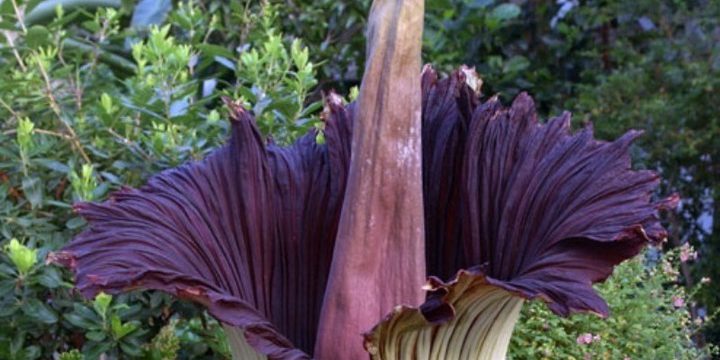 В Германии украли гигантский вонючий цветок