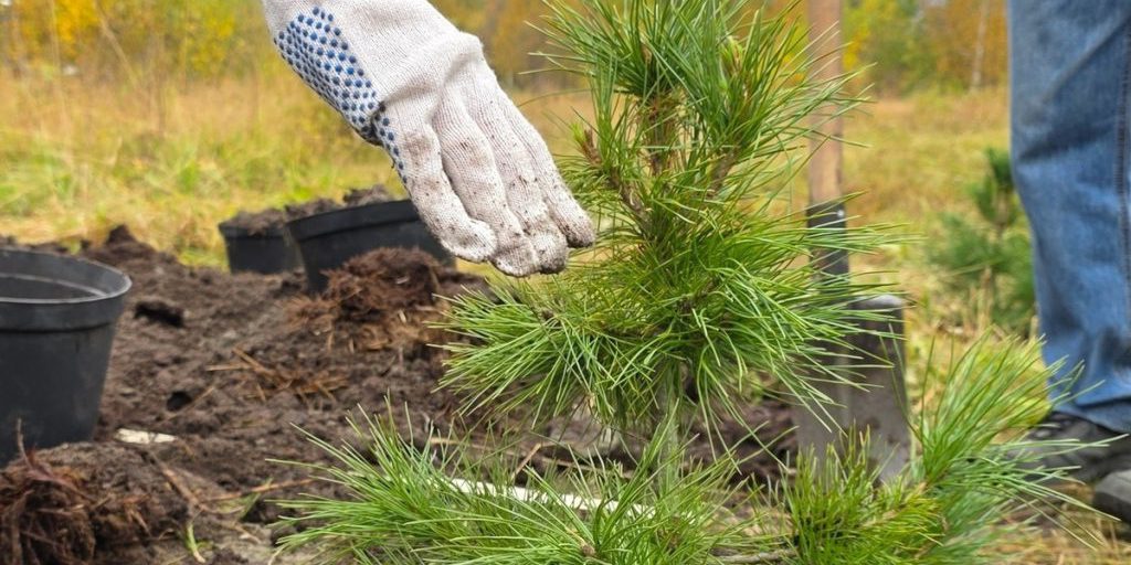 Apatity si rinnova con una nuova area verde: un passo verso un futuro più sostenibile e salutare