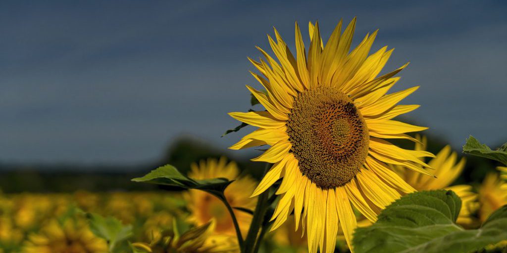 В Запорожской области хозяйство ООО «АТРЕМ-Х» начали уборку урожая подсолнечника