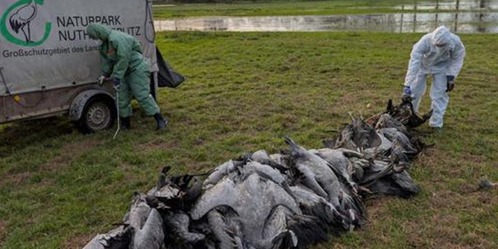 Германия — «Серый клин смерти» — птичий грипп накрыл страну