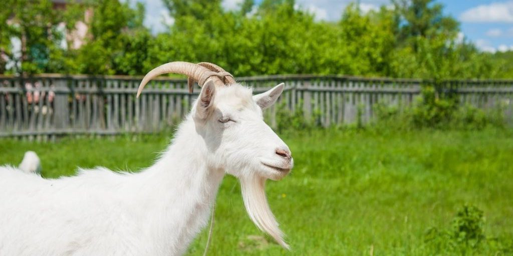 Народные приметы: что нельзя делать 15 сентября в день Мамонтия