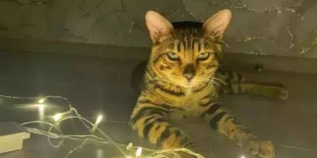 Жители Западного в Ростове уже второй час сидят без электричества