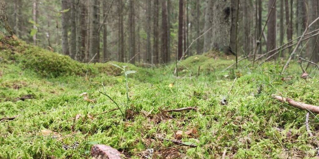 Макияж петербургской барсучихи остался безупречным после трудной ночной смены