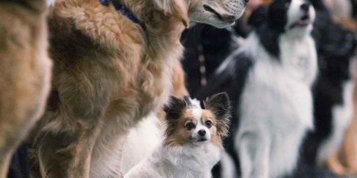 В Бердянске состоится выставка собак «Кубок Приазовья-2025»