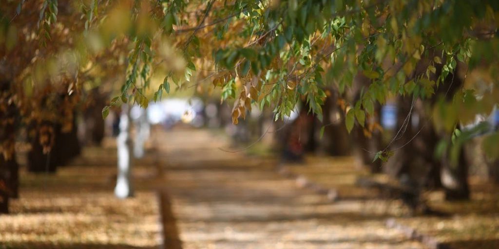 La Giornata di San Tommaso: Una Celebrazione della Fede e della Ricerca della Verità
