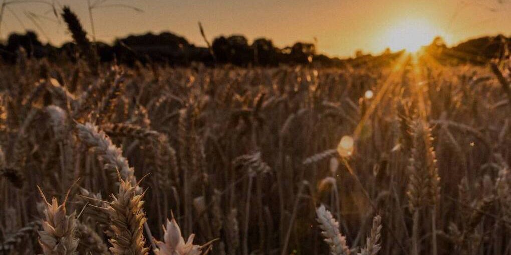 В ДНР появилось второе семеноводческое хозяйство