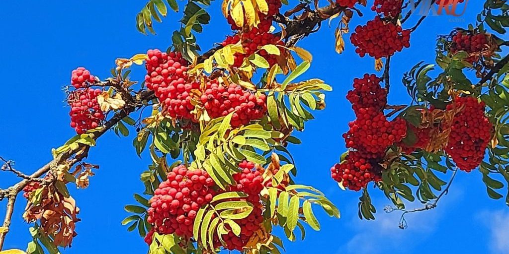 Калужан ждут длинные выходные в ноябре