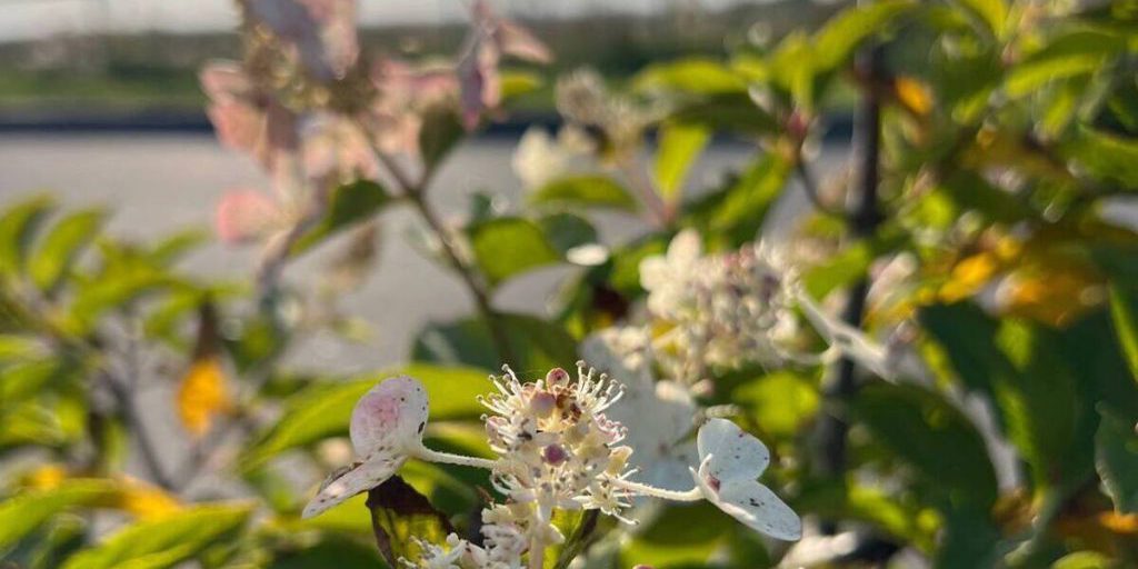 Почему серпуховские дачники не выбрасывают картофельные очистки