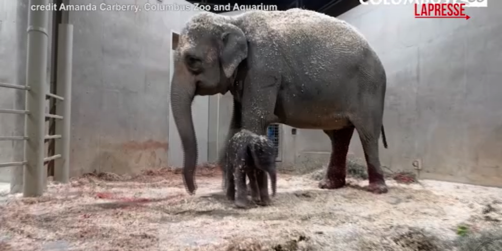 Usa, al Columbus Zoo nasce il secondo elefantino in un anno: prime coccola tra mamma e piccolo