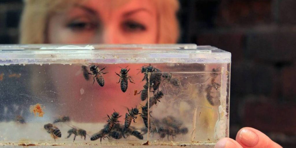 Тысячи пчел совершили организованное нападение на магазин меда