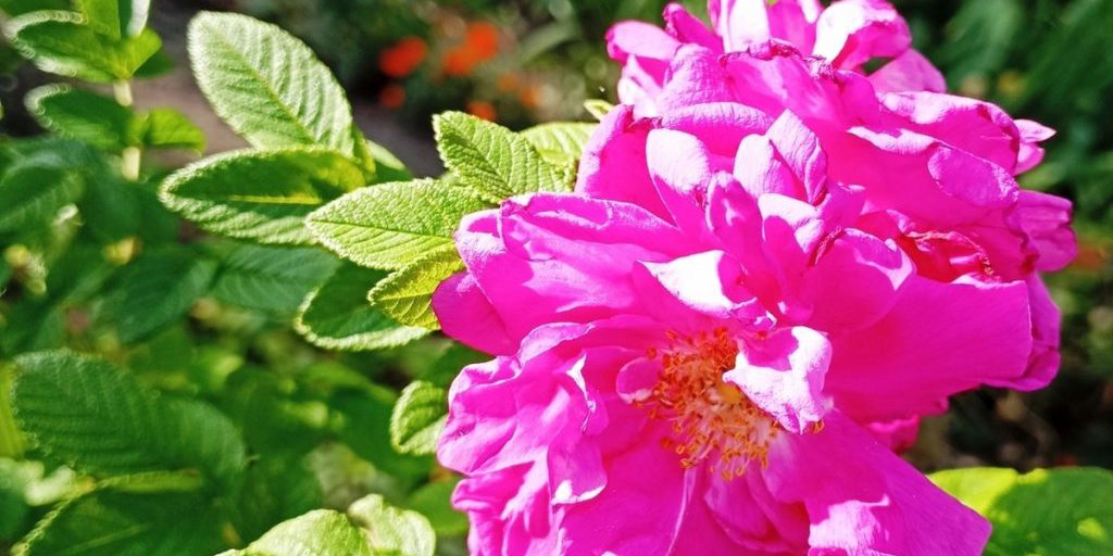 "Tempeste geomagnetiche: cosa sono e come possono influenzare la nostra vita"