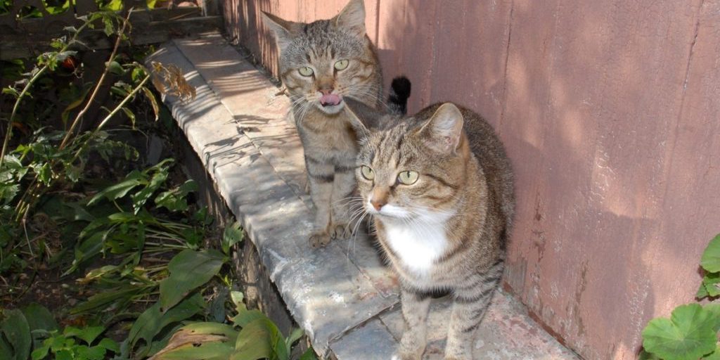 Калужан-автомобилистов попросили чаще заглядывать под колёса