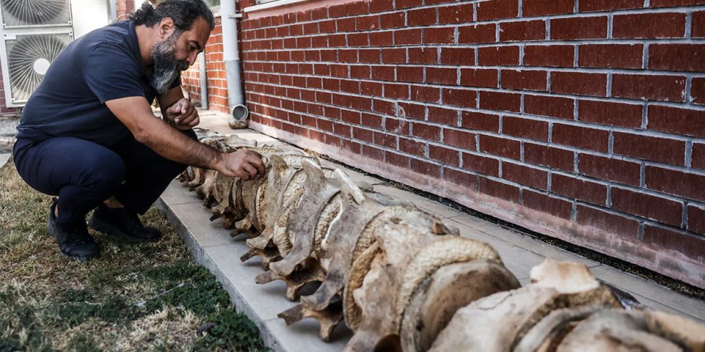 Üniversite bahçesinden müzeye: Fin balinasının kemikleri birleştirilmeyi bekliyor