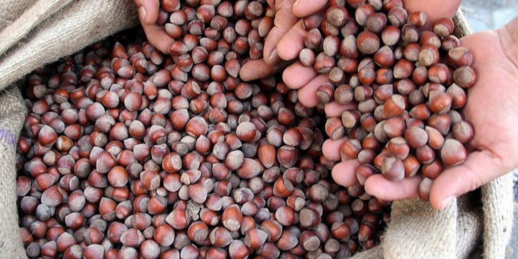 Fındık serbest piyasada düşüşe geçti! En yüksek fiyatı Tarım Kredi verdi