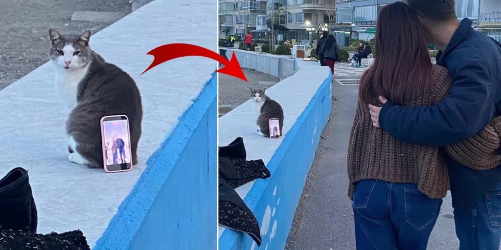 Coppia di Mudanya usa gatto al posto di treppiede per scattare foto