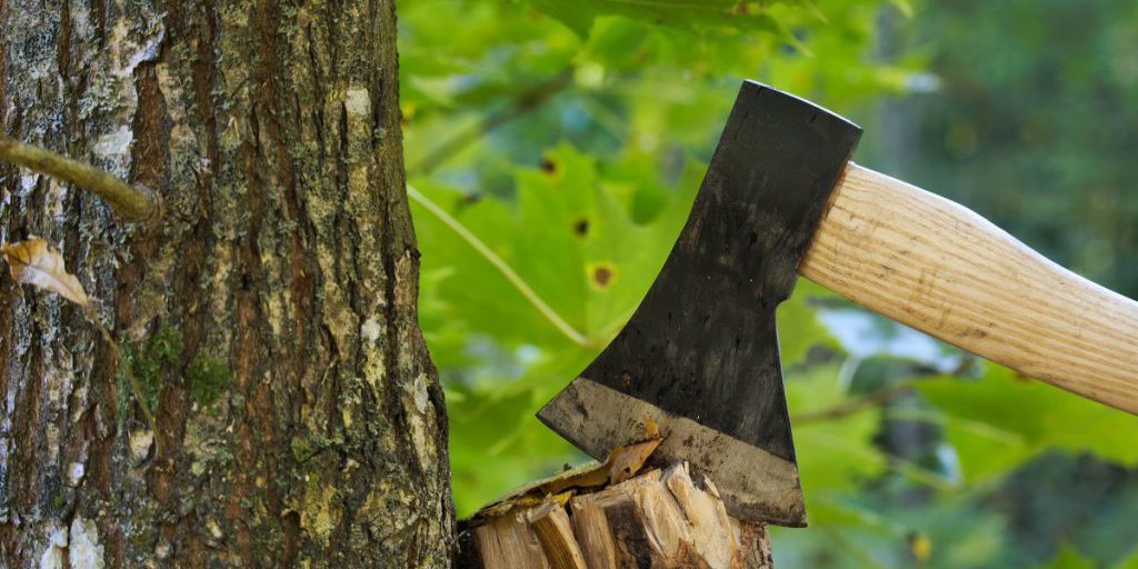 Frau fällt Baum in ihrem Garten – zehn Jahre später flattert eine Rechnung herein