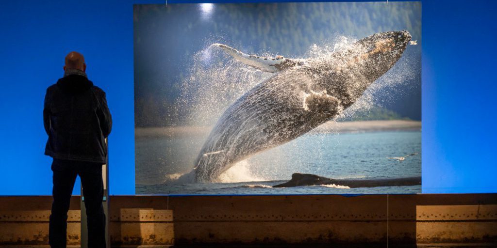 Kurz vor Ende von „Planet Ozean“ – Gasometer Oberhausen teilt Änderung mit