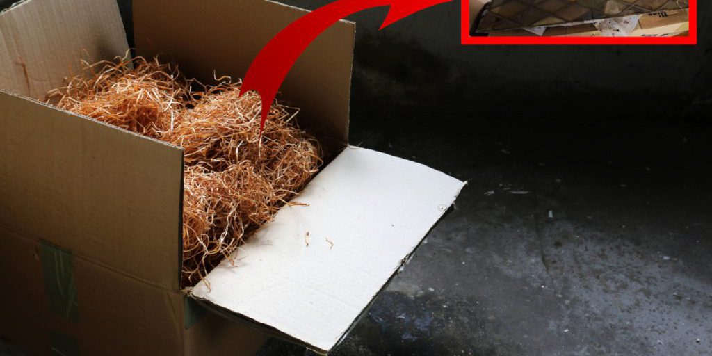 Gelsenkirchener entrümpelt Keller seiner Mutter – und macht spektakulären Fund