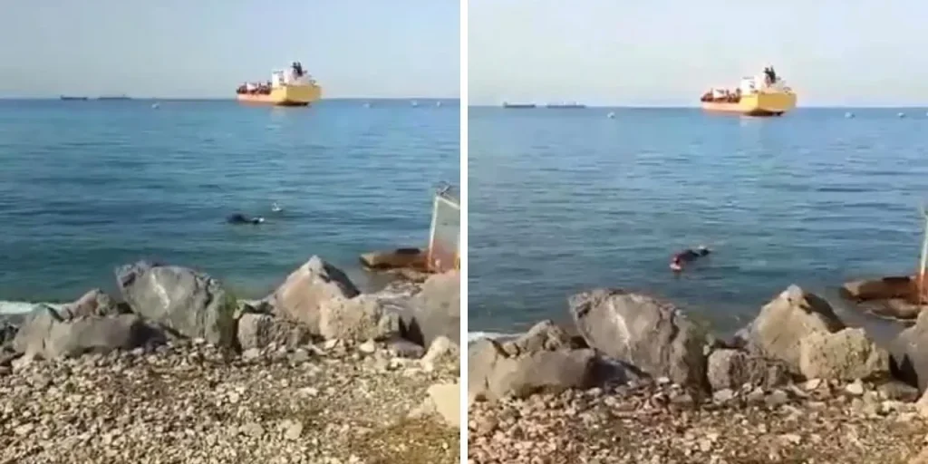 Un Angus caduto dal mare raggiunge la terra: cittadini lo salvano dalle reti di pesca